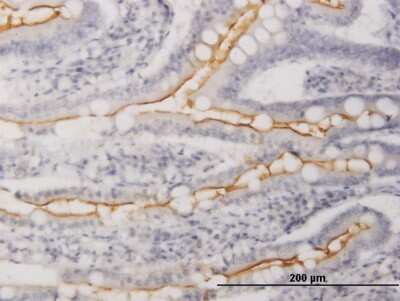 Immunohistochemistry-Paraffin: WISP-1/CCN4 Antibody [H00008840-B01P] - Analysis of purified antibody to WISP1 on formalin-fixed paraffin-embedded human small Intestine. (antibody concentration 3 ug/ml)