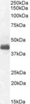 Western Blot: WISP-1/CCN4 Antibody [NB100-77339] - Staining of Human Tonsil lysate with antibody at 0.1 ug/mL (35ug protein in RIPA buffer). Detected by chemiluminescence.