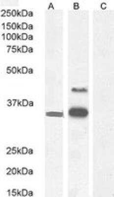 Western Blot: WISP-1/CCN4 Antibody [NB100-77339] - Staining of Caco-2 cell lysate 1 (A) and Caco-2 cell lysate 2 (B) + petide (C) with antibody at 0.3 ug/mL (35 ug protein in RIPA buffer). Detected by chemiluminescence.