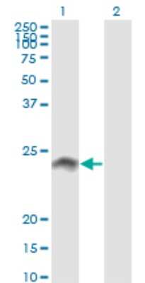 Western Blot: WISP2 Antibody (3D10) [H00008839-M09] - Analysis of WISP2 expression in transfected 293T cell line by WISP2 monoclonal antibody (M09), clone 3D10. Lane 1: WISP2 transfected lysatE (26.8 KDa). Lane 2: Non-transfected lysate.