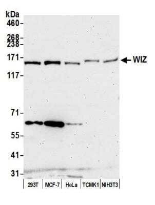 Western Blot: WIZ Antibody [NBP2-76822] - Detection of human WIZ by western blot of immunoprecipitates. Samples: Whole cell lysate (1.0 mg per IP reaction; 20% of IP loaded) from 293T cells prepared using NETN lysis buffer. Antibodies: Affinity purified Rabbit anti-WIZ antibody NBP2-76822 used for IP at 40 ul per reaction. For blotting immunoprecipitated WIZ, NBP2-76822 was used at 1:250. Detection: Chemiluminescence with an exposure time time of 75 seconds.