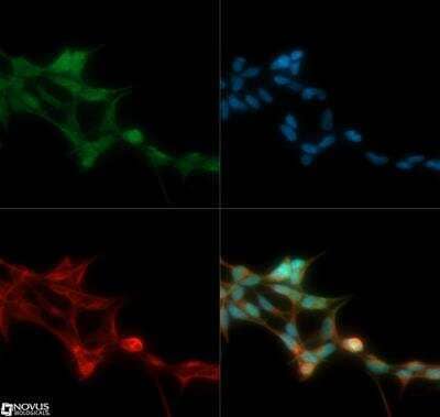 Immunocytochemistry/Immunofluorescence: WNK1 Antibody [NB600-225] - WNK1 antibody was tested in HEK293 cells with DyLight 488 (green). Nuclei and alpha-tubulin were counterstained with DAPI (blue) and Dylight 550 (red).