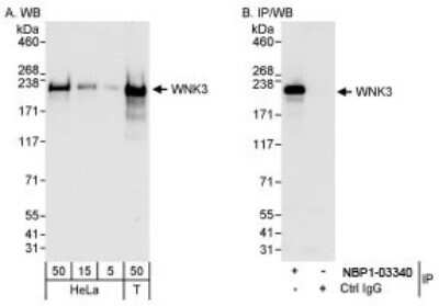 Western Blot: WNK3 Antibody [NBP1-03340] - Whole cell lysate from HeLa (5, 15 and 50 ug for WB; 1 mg for IP, 20% of IPloaded) and HEK293T (T; 50 ug) cells. Antibodies: Affinity purified rabbit anti-WNK3 antibody  used for WB at 0.04 ug/ml (A) and 0.1 ug/ml (B) and used for IP at 3ug/mg lysate. Detection: Chemiluminescence with exposure times of 10 seconds (A and B).