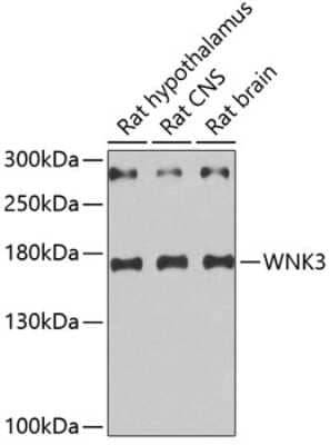 Western Blot: WNK3 Antibody [NBP2-94269] - Analysis of extracts of various cell lines, using WNK3 at 1:10000 dilution. Lysates/proteins: 25ug per lane. Blocking buffer: 3% nonfat dry milk in TBST.