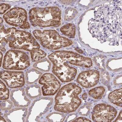 Immunohistochemistry-Paraffin Wnt-9b Antibody