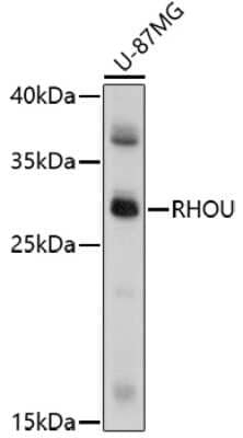 Western Blot: WRCH1 Antibody [NBP2-93157] - Analysis of extracts of U-87MG cells, using WRCH1 at 1:1000 dilution.Secondary antibody: HRP Goat Anti-Rabbit IgG (H+L) at 1:10000 dilution.Lysates/proteins: 25ug per lane.Blocking buffer: 3% nonfat dry milk in TBST.Detection: ECL Basic Kit .Exposure time: 15s.