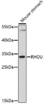 Western Blot: WRCH1 Antibody [NBP2-93158] - Analysis of extracts of mouse stomach, using WRCH1 at 1:1000 dilution.Secondary antibody: HRP Goat Anti-Rabbit IgG (H+L) at 1:10000 dilution.Lysates/proteins: 25ug per lane.Blocking buffer: 3% nonfat dry milk in TBST.Detection: ECL Basic Kit .Exposure time: 15s.