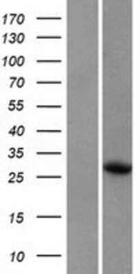 Western Blot WRCH1 Overexpression Lysate