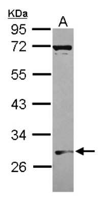 Western Blot: WSB1 Antibody [NBP2-20915] - Sample (30 ug of whole cell lysate) A: A549 10% SDS PAGE gel, diluted at 1:1000.
