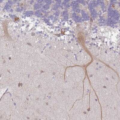 Immunohistochemistry-Paraffin: WSB2 Antibody [NBP2-49052] - Staining of human cerebellum shows cytoplasmic positivity in Purkinje cells.
