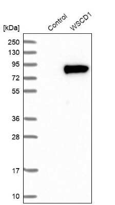 Western Blot WSCD1 Antibody - BSA Free