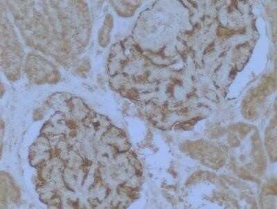 Immunohistochemistry: WT1 Antibody (6F-H2) - Azide and BSA Free [NBP2-81012] - Staining of human kidney glomerulus tissue. Heat mediated antigen retrieval was performed by heating in citrate buffer (pH 6) at 95C for 20 minutes. Image from verified customer review. Image from the standard format of this antibody.