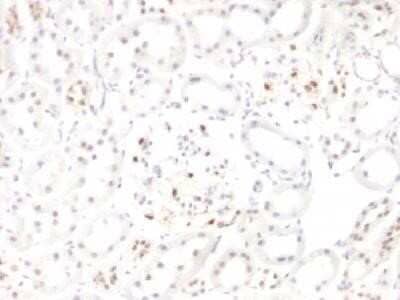 Immunohistochemistry-Paraffin: WT1 Antibody (WT1/857 + 6F-H2) - Azide and BSA Free [NBP2-47858] - Formalin-fixed, paraffin-embedded Rat kidney stained with WT1 monoclonal antibody (WT1/857+6F-H2).