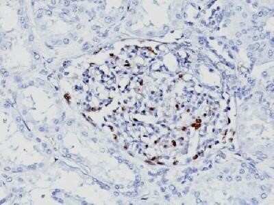 Immunohistochemistry-Paraffin: WT1 Antibody (WT1/857 + 6F-H2) - Azide and BSA Free [NBP2-47858] - Formalin-fixed, paraffin-embedded human Fetal kidney stained with WT1 Monoclonal Antibody (WT1/857+6F-H2).