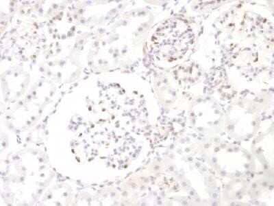 Immunohistochemistry-Paraffin: WT1 Antibody (WT1/857) - Azide and BSA Free [NBP2-47931] - Formalin-fixed, paraffin-embedded Rat kidney stained with WT1 Monoclonal Antibody (WT1/857)