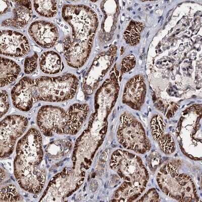 Immunohistochemistry-Paraffin: WWC3 Antibody [NBP1-90755] - Staining of human kidney shows strong cytoplasmic positivity in cells of tubules.