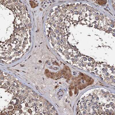 Immunohistochemistry-Paraffin: WWC3 Antibody [NBP1-90755] - Staining of human testis shows strong cytoplasmic positivity in Leydig cells.