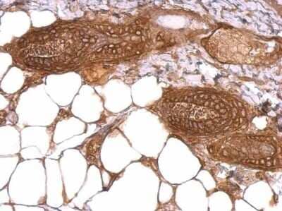 Immunohistochemistry-Paraffin: WWOX Antibody [NBP1-33456] - WWOX antibody detects WWOX protein at cytosol on mouse skin by immunohistochemical analysis. Sample: Paraffin-embedded mouse skin. WWOX antibody dilution: 1:500.