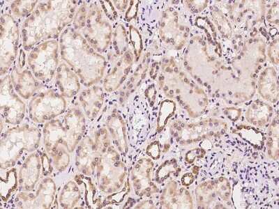 Immunohistochemistry-Paraffin: WWOX Antibody [NBP2-97814] - Immunochemical staining of human WWOX in human kidney with rabbit polyclonal antibody at 1:100 dilution, formalin-fixed paraffin embedded sections.