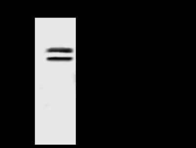 Immunoprecipitation: WWOX Antibody [NBP2-97814] - WWOX was immunoprecipitated using: Lane A: 0.5 mg U251MG Whole Cell Lysate 4 ul anti-WWOX rabbit polyclonal antibody and 60 ug of Immunomagnetic beads Protein A/G.  Primary antibody: Anti-WWOX rabbit polyclonal antibody, at 1:100 dilution. Secondary antibody: Goat Anti-Rabbit IgG (H+L)/HRP at 1/10000 dilution. Developed using the ECL technique. Performed under reducing conditions. Predicted band size: 47 kDa. Observed band size: 43 kDa