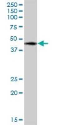 Western Blot: WWOX Antibody [H00051741-B01P] - Analysis of WWOX expression in 293.