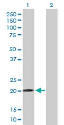 Western Blot: WWOX Antibody [H00051741-B01P] - Analysis of WWOX expression in transfected 293T cell line by WWOX polyclonal antibody.  Lane 1: WWOX transfected lysate(20.79 KDa). Lane 2: Non-transfected lysate.