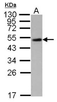 Western Blot: WWOX Antibody [NBP1-33456] - Sample (50 ug of whole cell lysate) A: mouse brain 12% SDS PAGE; antibody diluted at 1:10000.