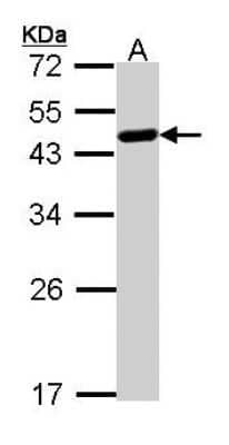 Western Blot: WWOX Antibody [NBP1-33456] - Sample (30 ug of whole cell lysate) A: Raji 12% SDS PAGE; antibody diluted at 1:1000.