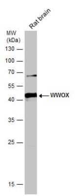 Western Blot: WWOX Antibody [NBP1-33456] - Rat tissue extract (50 µg) was separated by 12% SDS-PAGE, and the membrane was blotted with WWOX antibody diluted at 1:10000. HRP-conjugated anti-rabbit IgG antibody was used to detect the primary antibody.