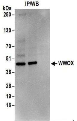 Western Blot: WWOX Antibody [NBP2-32121] - Samples:  Whole cell lysate (1 mg for IP; 20% of IP loaded) from Jurkat cells.  Antibodies:  Affinity purified rabbit anti-WWOX antibody NBP2-32121 used for IP at 6 ug/mg lysate.  WWOX was also immunoprecipitated by rabbit anti-WWOX antibody NBP2-32121.  For blotting immunoprecipitated WWOX, NBP2-32121 was used at 0.4 ug/ml.  Detection: Chemiluminescence with an exposure time of 10 seconds.