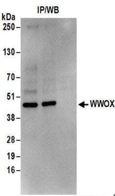 Western Blot: WWOX Antibody [NBP2-32122] - Whole cell lysate (1 mg for IP; 20% of IP loaded) from Jurkat cells.  Antibodies:  Affinity purified rabbit anti-WWOX antibody NBP2-32122 used for IP at 6 ug/mg lysate.  WWOX was also immunoprecipitated by rabbit anti-WWOX antibody.  For blotting immunoprecipitated WWOX, NBP2-32122 was used at 0.4 ug/ml.  Detection: Chemiluminescence with an exposure time of 10 seconds.