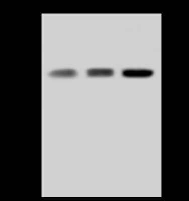 Western Blot: WWOX Antibody [NBP2-97814] - Anti-WWOX rabbit polyclonal antibody at 1:500 dilution. Lane A: Raji Whole Cell Lysate Lane B: Mouse brain tissue lysate Lane C: U-251 MG Whole Cell Lysate Lysates/proteins at 30 ug per lane. Secondary Goat Anti-Rabbit IgG (H+L)/HRP at 1/10000 dilution. Developed using the ECL technique. Performed under reducing conditions. Predicted band size: 47 kDa. Observed band size: 47 kDa