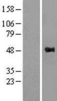 Western Blot: WWOX Overexpression Lysate (Adult Normal) [NBL1-17891] Left-Empty vector transfected control cell lysate (HEK293 cell lysate); Right -Over-expression Lysate for WWOX.