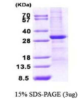 SDS-Page: WWOX Protein [NBC1-28766] - WWOX, 28.3 kDa (254aa), confirmed by MALDI-TOF with a purity of 85% by SDS - PAGE