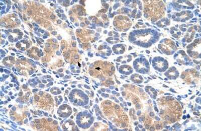 Immunohistochemistry: WWP2 Antibody [NBP3-10564] - Immunohistochemical analysis of human kidney.