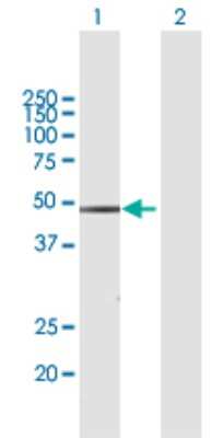 Western Blot: WWP2 Antibody [H00011060-B01P] - Analysis of WWP2 expression in transfected 293T cell line by WWP2 polyclonal antibody.  Lane 1: WWP2 transfected lysate(36.85 KDa). Lane 2: Non-transfected lysate.
