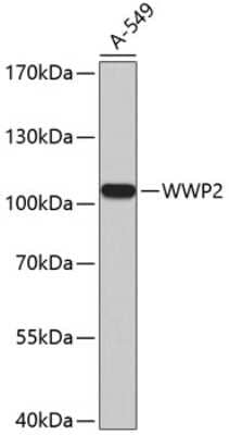 Western Blot: WWP2 Antibody [NBP2-93807] - Analysis of extracts of A-549 cells, using WWP2 .