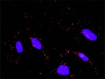 Proximity Ligation Assay: Wee1 Antibody [H00007465-D01P] - Analysis of protein-protein interactions between WEE1 and FBXW11. HeLa cells were stained with anti-WEE1 rabbit purified polyclonal 1:1200 and anti-FBXW11 mouse monoclonal antibody 1:50. Each red dot represents the detection of protein-protein interaction complex, and nuclei were counterstained with DAPI (blue).