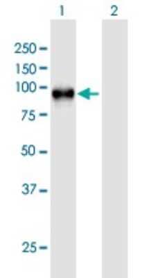 Western Blot: Wee1 Antibody [H00007465-B01P] - Analysis of WEE1 expression in transfected 293T cell line by WEE1 polyclonal antibody.  Lane 1: WEE1 transfected lysate(71.06 KDa). Lane 2: Non-transfected lysate.