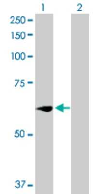 Western Blot: Wee1 Antibody [H00007465-D01P] - Analysis of WEE1 expression in transfected 293T cell line by WEE1 polyclonal antibody.Lane 1: WEE1 transfected lysate(71.70 KDa).Lane 2: Non-transfected lysate.