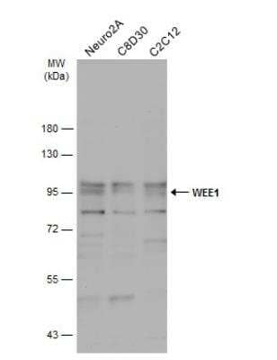 Western Blot: Wee1 Antibody [NBP1-33506] - Various whole cell extracts (30 ug) were separated by 7.5% SDS-PAGE, and the membrane was blotted with WEE1 antibody [N3C2], Internal diluted at 1:500. The HRP-conjugated anti-rabbit IgG antibody (NBP2-19301) was used to detect the primary antibody.