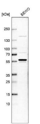 Western Blot: Wee1 Antibody [NBP2-56925] - Analysis in human cell line BEWO.