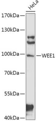 Western Blot: Wee1 Antibody [NBP2-94098] - Analysis of extracts of HeLa cells, using Wee1 .Exposure time: 90s.