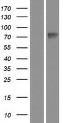 Western Blot: Wee1 Overexpression Lysate (Adult Normal) [NBP2-08009] Left-Empty vector transfected control cell lysate (HEK293 cell lysate); Right -Over-expression Lysate for Wee1.