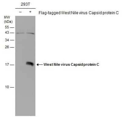 Western Blot: West Nile Virus C Protein Antibody [NBP3-13052] - Non-transfected (-) and transfected (+) 293T whole cell extracts (30 ug) were separated by 15% SDS-PAGE, and the membrane was blotted with West Nile Virus C Protein C antibody (NBP3-13052) diluted at 1:1000.
