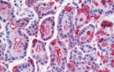 Immunohistochemistry-Paraffin: Wnt-10a Antibody [NBP3-14379] - Immunohistochemistry of formalin-fixed, paraffin-embedded human stomach