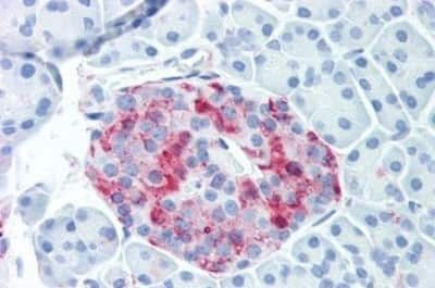 Immunohistochemistry-Paraffin: Wnt-10a Antibody [NBP3-14379] - Immunohistochemistry of formalin-fixed, paraffin-embedded human pancreatic islet after heat-induced antigen retrieval.