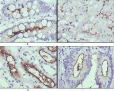 Immunohistochemistry-Paraffin: Wnt-10b Antibody (5A7) [NBP1-47541] - Immunohistochemical analysis of paraffin-embedded human normal stomach (A), normal liver (B), normal kidney (C) and rectum cancer tissues (D) using anti-WNT10B mAb with DAB staining.