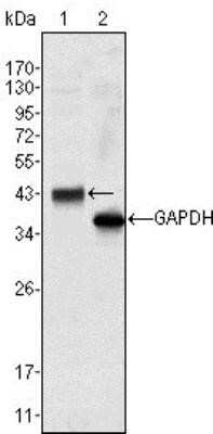 Western Blot: Wnt-10b Antibody (5A7) [NBP1-47541] - Western blot analysis using anti-WNT10B mAb against Hela cell lysate (1).