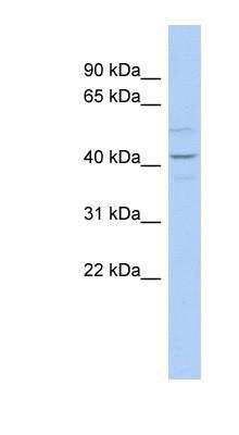 Western Blot: Wnt-2 Antibody [NBP1-57938] - THP-1 cell lysate, concentration 0.2-1 ug/ml.